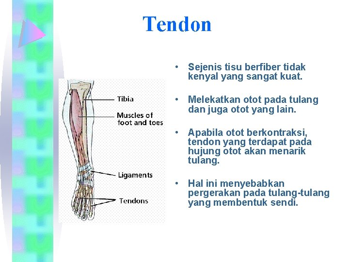 Tendon • Sejenis tisu berfiber tidak kenyal yang sangat kuat. • Melekatkan otot pada