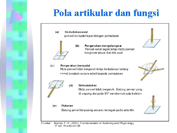 Pola artikular dan fungsi 