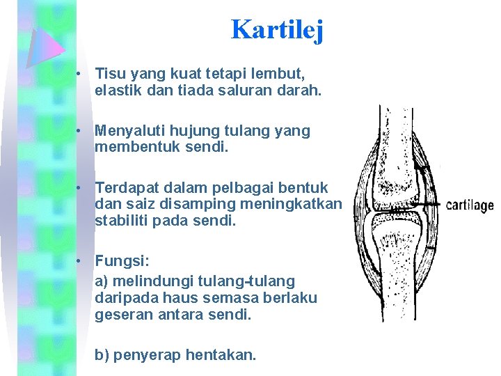 Kartilej • Tisu yang kuat tetapi lembut, elastik dan tiada saluran darah. • Menyaluti