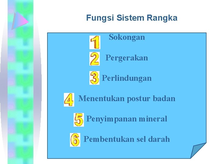 Fungsi Sistem Rangka Sokongan Pergerakan Perlindungan Menentukan postur badan Penyimpanan mineral Pembentukan sel darah