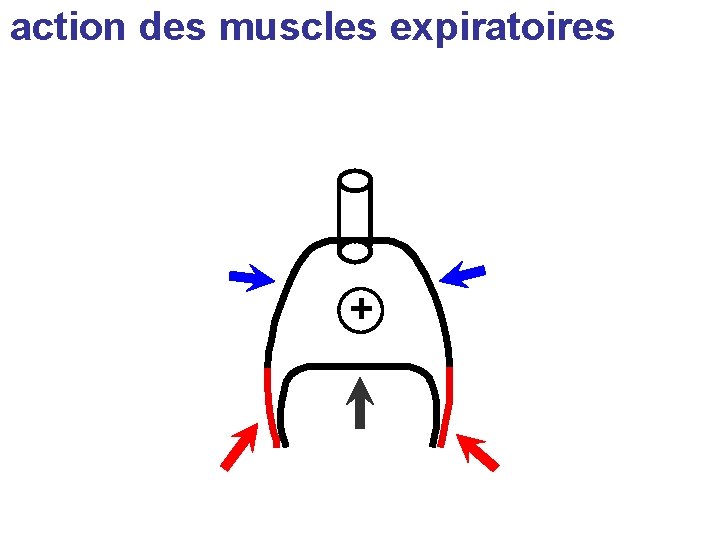 action des muscles expiratoires + 