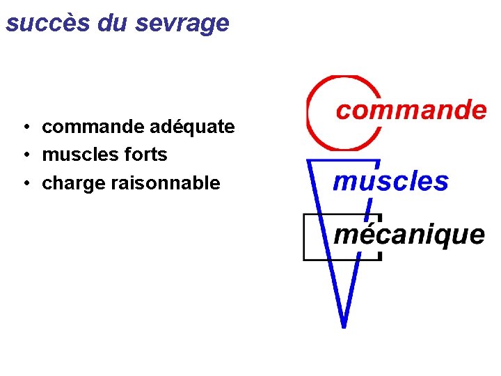 succès du sevrage • commande adéquate • muscles forts • charge raisonnable 