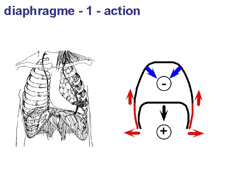 diaphragme - 1 - action 