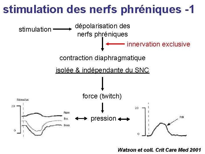 stimulation des nerfs phréniques -1 stimulation dépolarisation des nerfs phréniques innervation exclusive contraction diaphragmatique