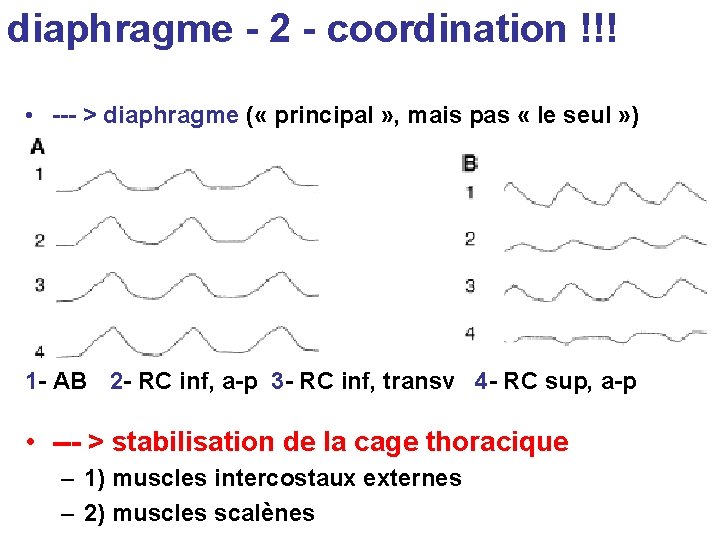 diaphragme - 2 - coordination !!! • --- > diaphragme ( « principal »