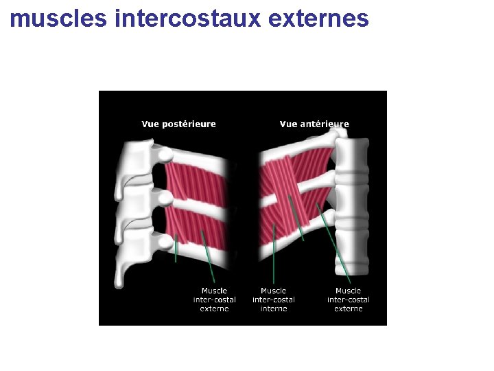 muscles intercostaux externes 