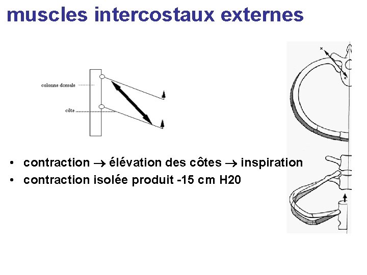 muscles intercostaux externes • contraction élévation des côtes inspiration • contraction isolée produit -15