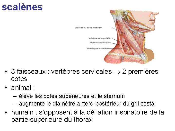 scalènes • 3 faisceaux : vertèbres cervicales 2 premières cotes • animal : –