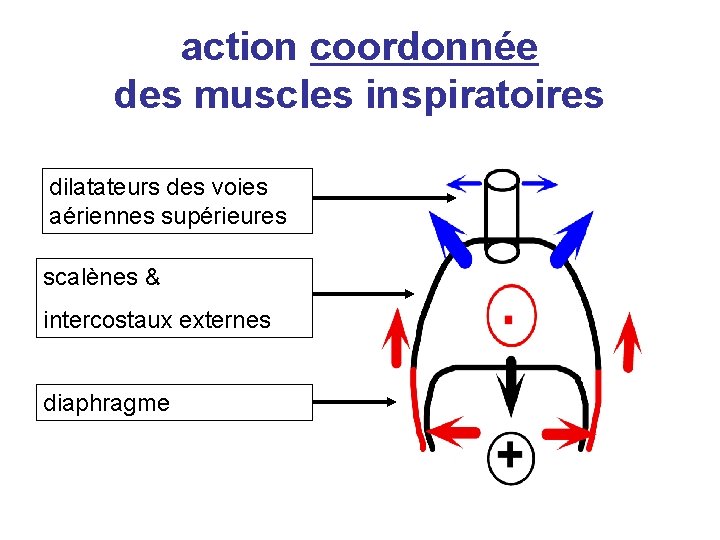 action coordonnée des muscles inspiratoires dilatateurs des voies aériennes supérieures scalènes & intercostaux externes