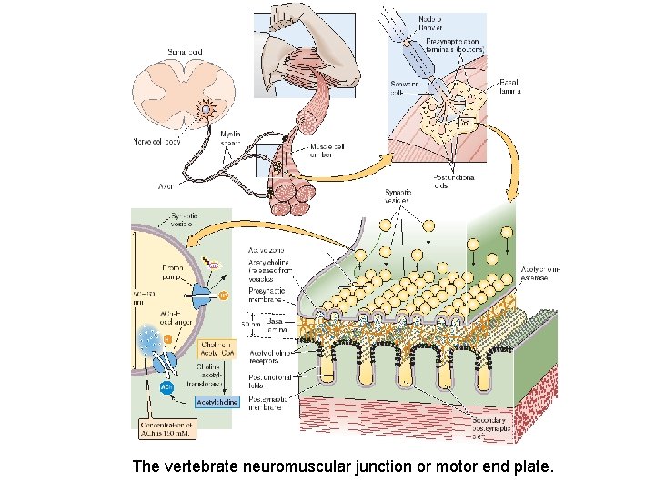 The vertebrate neuromuscular junction or motor end plate. The vertebrate neuromuscular junction or motor end plate.