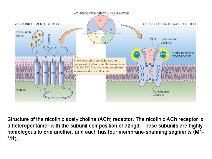 Structure of the nicotinic acetylcholine (ACh) receptor. The nicotinic ACh receptor is a heteropentamer Structure of the nicotinic acetylcholine (ACh) receptor. The nicotinic ACh receptor is a heteropentamer