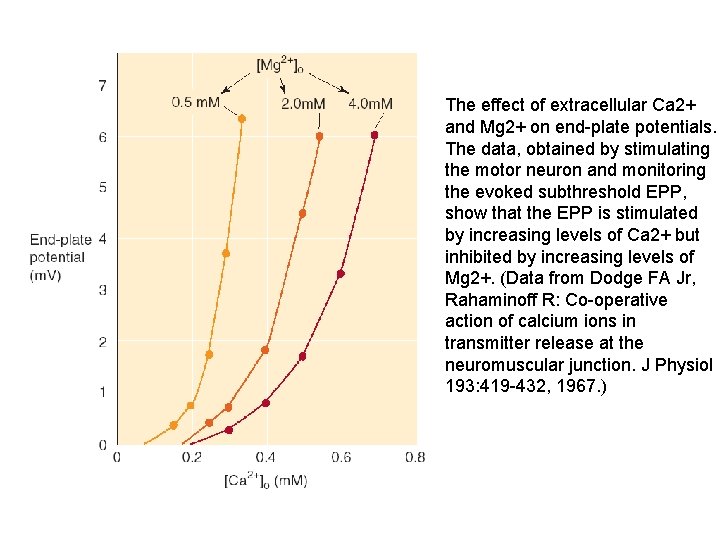 The effect of extracellular Ca 2+ and Mg 2+ on end plate potentials. The The effect of extracellular Ca 2+ and Mg 2+ on end plate potentials. The