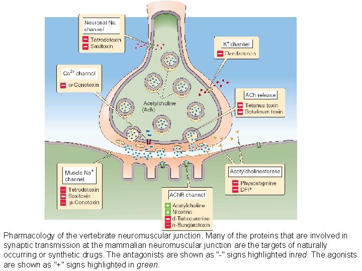 Pharmacology of the vertebrate neuromuscular junction. Many of the proteins that are involved in