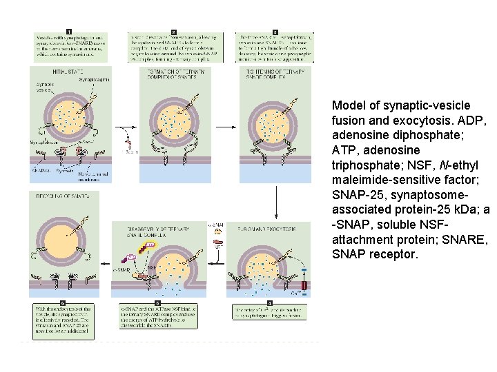 Model of synaptic vesicle fusion and exocytosis. ADP, adenosine diphosphate; ATP, adenosine triphosphate; NSF,