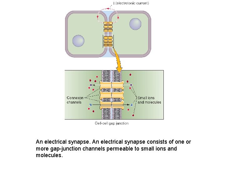 An electrical synapse consists of one or more gap junction channels permeable to small An electrical synapse consists of one or more gap junction channels permeable to small