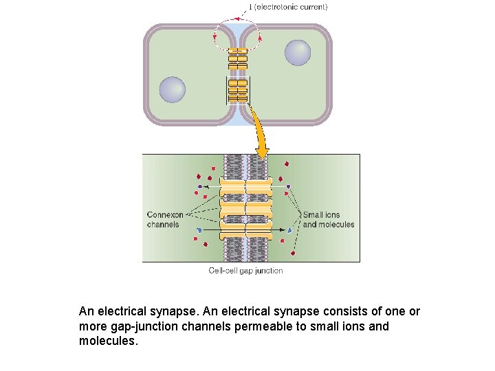 An electrical synapse consists of one or more gap junction channels permeable to small