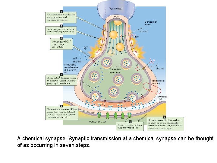 A chemical synapse. Synaptic transmission at a chemical synapse can be thought of as A chemical synapse. Synaptic transmission at a chemical synapse can be thought of as