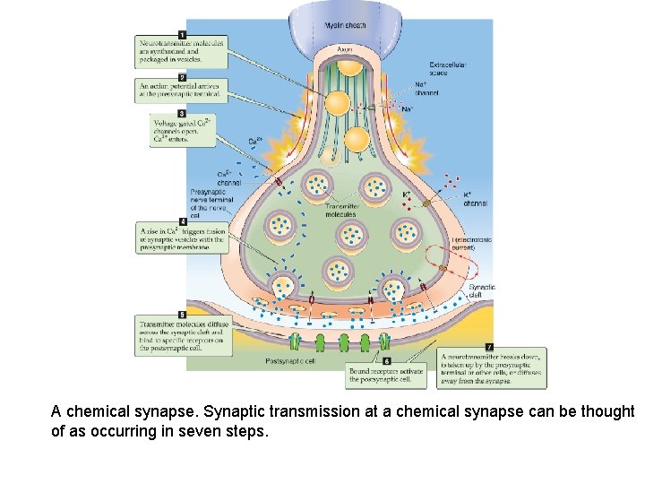 A chemical synapse. Synaptic transmission at a chemical synapse can be thought of as