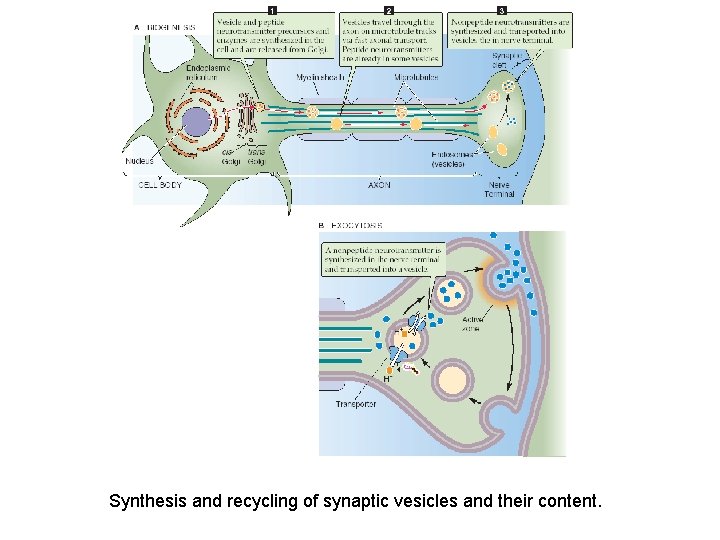 Synthesis and recycling of synaptic vesicles and their content. Synthesis and recycling of synaptic vesicles and their content.