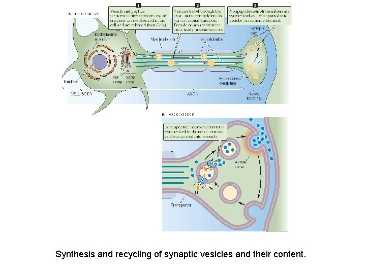 Synthesis and recycling of synaptic vesicles and their content. 