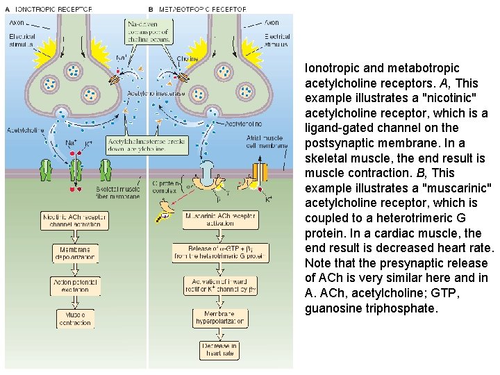 Ionotropic and metabotropic acetylcholine receptors. A, This example illustrates a "nicotinic" acetylcholine receptor, which Ionotropic and metabotropic acetylcholine receptors. A, This example illustrates a "nicotinic" acetylcholine receptor, which
