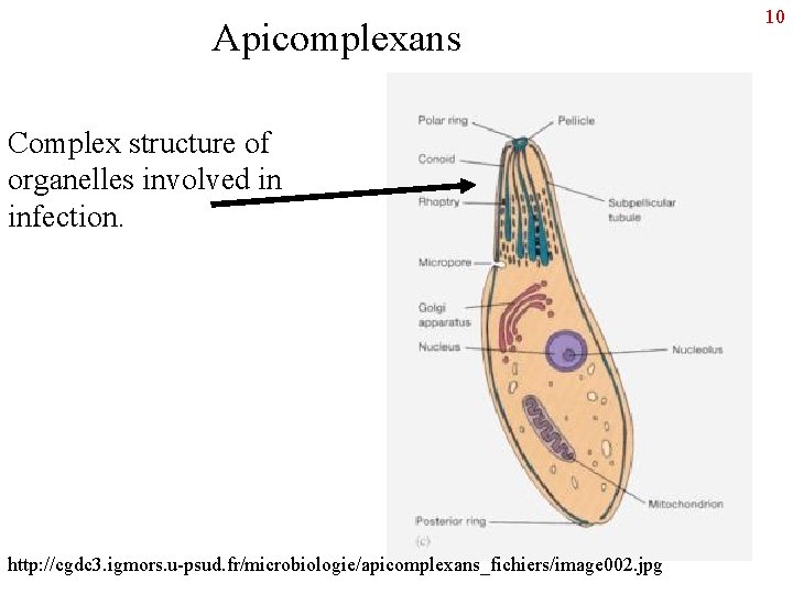 Apicomplexans Complex structure of organelles involved in infection. http: //cgdc 3. igmors. u-psud. fr/microbiologie/apicomplexans_fichiers/image