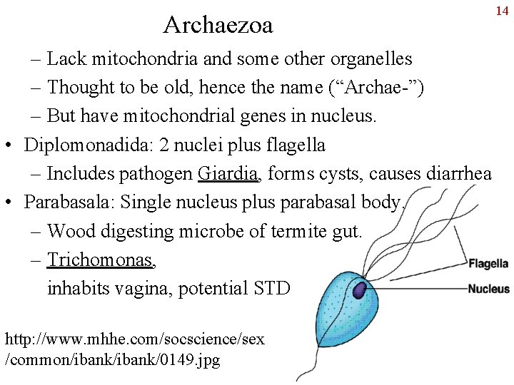 Archaezoa – Lack mitochondria and some other organelles – Thought to be old, hence