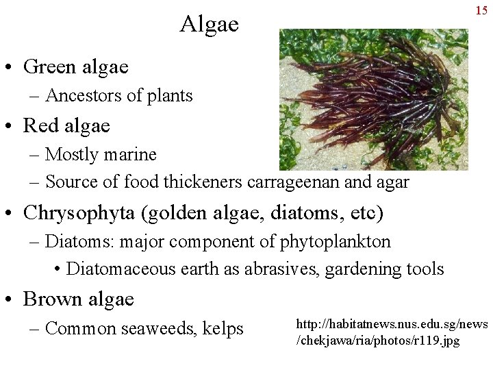 15 Algae • Green algae – Ancestors of plants • Red algae – Mostly