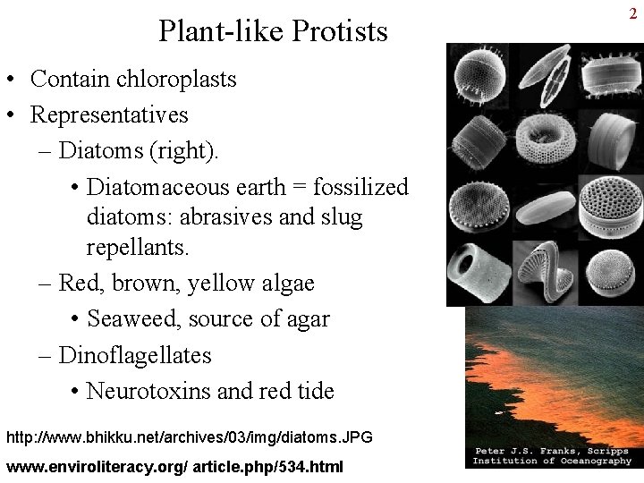 Plant-like Protists • Contain chloroplasts • Representatives – Diatoms (right). • Diatomaceous earth =