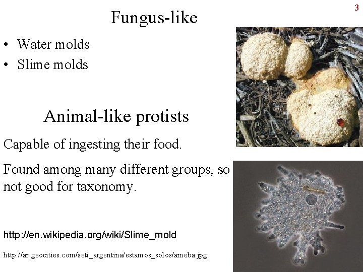 Fungus-like • Water molds • Slime molds Animal-like protists Capable of ingesting their food.