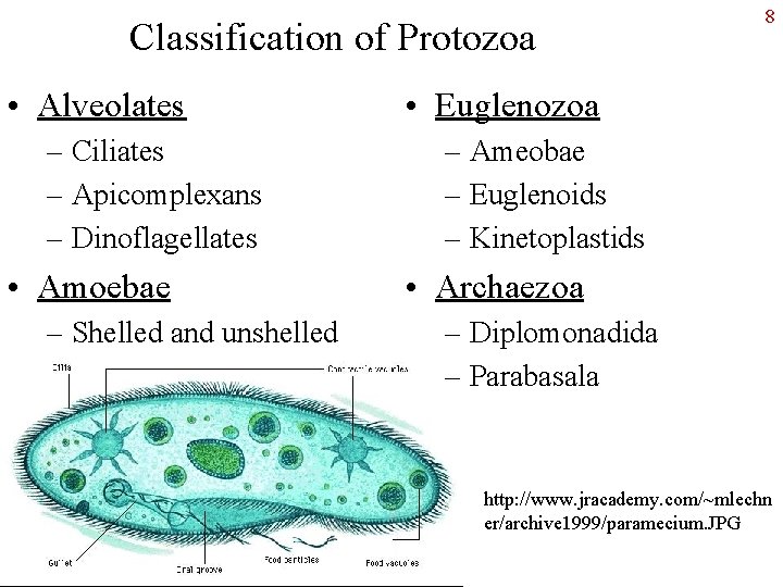 Classification of Protozoa • Alveolates – Ciliates – Apicomplexans – Dinoflagellates • Amoebae –