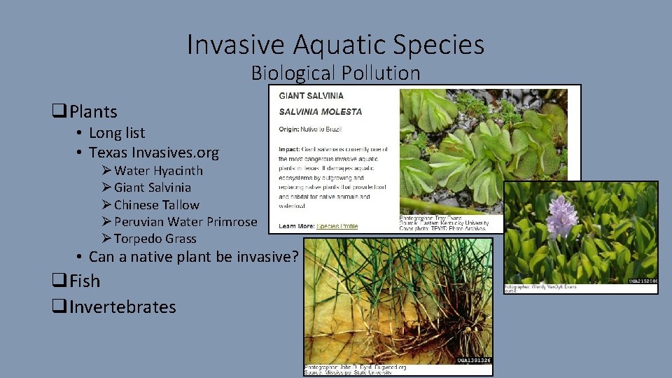 Invasive Aquatic Species Biological Pollution q. Plants • Long list • Texas Invasives. org