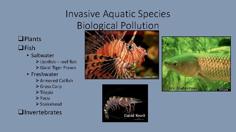 Invasive Aquatic Species Biological Pollution q. Plants q. Fish • Saltwater Ø Lionfish –