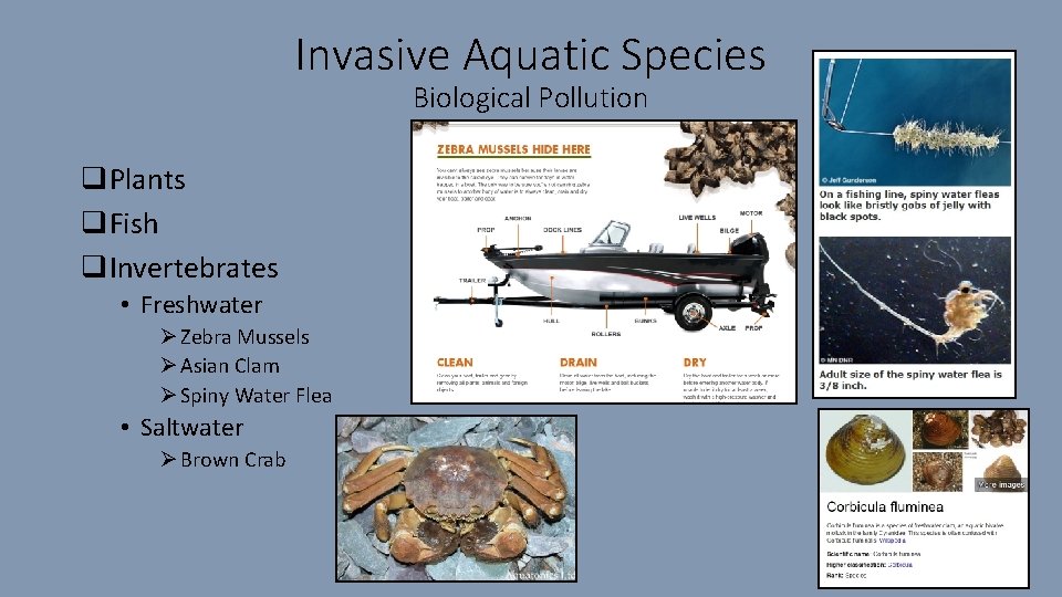 Invasive Aquatic Species Biological Pollution q. Plants q. Fish q. Invertebrates • Freshwater Ø