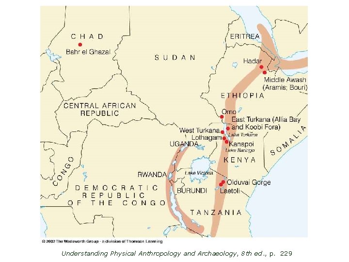 Understanding Physical Anthropology and Archaeology, 8 th ed. , p. 229 