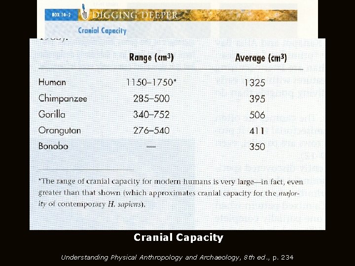 Cranial Capacity Understanding Physical Anthropology and Archaeology, 8 th ed. , p. 234 