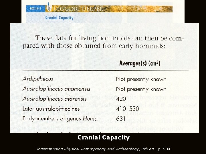 Cranial Capacity Understanding Physical Anthropology and Archaeology, 8 th ed. , p. 234 