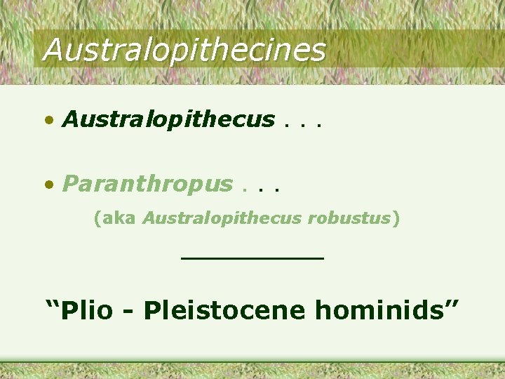 Australopithecines • Australopithecus. . . • Paranthropus. . . (aka Australopithecus robustus) _____ “Plio