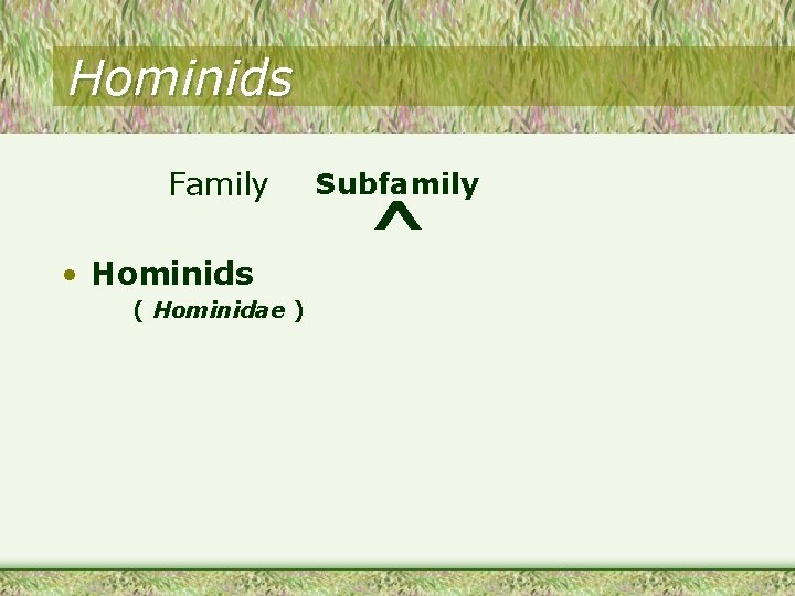 Hominids Family • Hominids ( Hominidae ) Subfamily ^ 