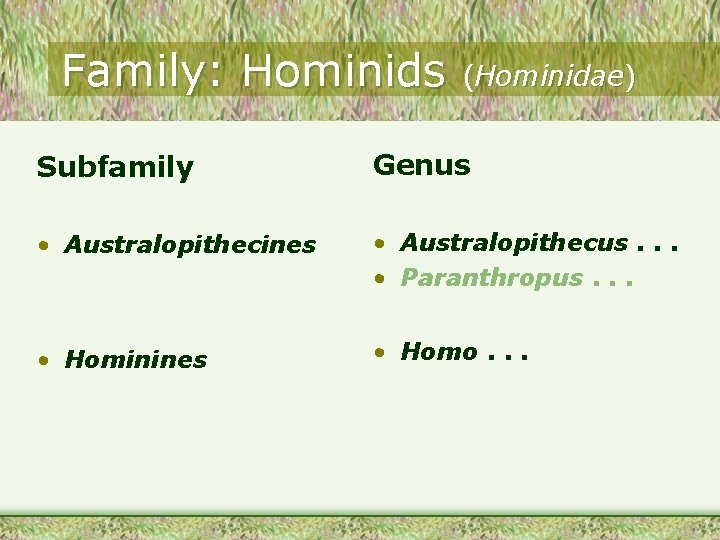 Family: Hominids (Hominidae) Subfamily Genus • Australopithecines • Australopithecus. . . • Paranthropus. .