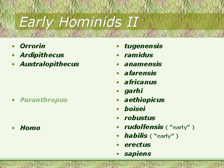 Early Hominids II • Orrorin • Ardipithecus • Australopithecus • Paranthropus • Homo •