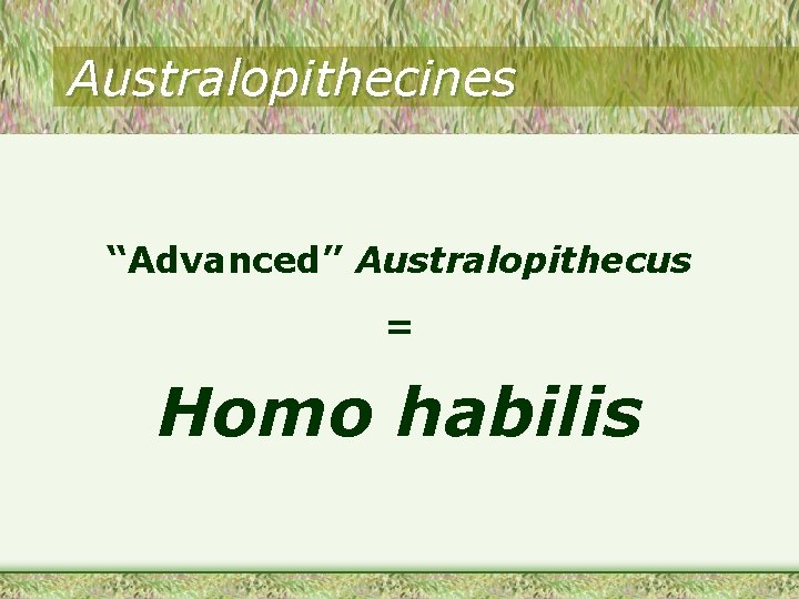 Australopithecines “Advanced” Australopithecus = Homo habilis 