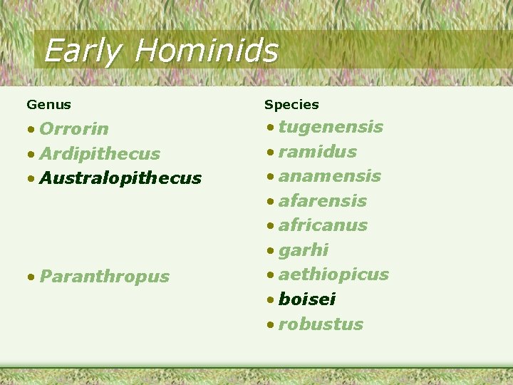 Early Hominids Genus Species • Orrorin • Ardipithecus • Australopithecus • tugenensis • ramidus