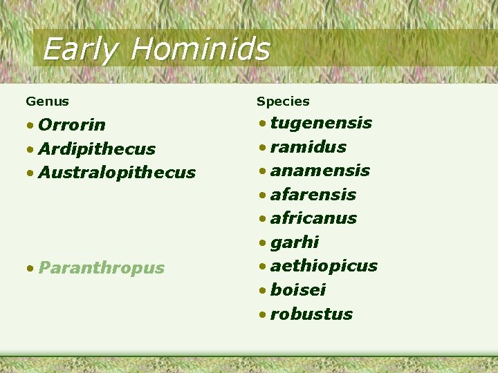 Early Hominids Genus Species • Orrorin • Ardipithecus • Australopithecus • tugenensis • ramidus