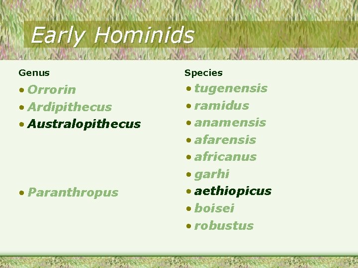 Early Hominids Genus Species • Orrorin • Ardipithecus • Australopithecus • tugenensis • ramidus