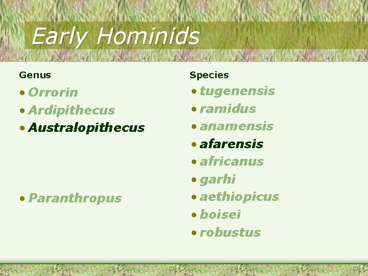 Early Hominids Genus Species • Orrorin • Ardipithecus • Australopithecus • tugenensis • ramidus