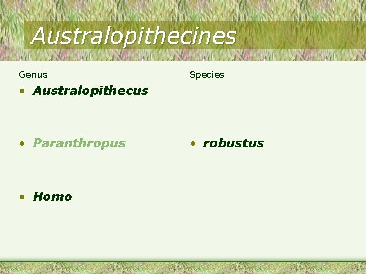 Australopithecines Genus Species • Australopithecus • Paranthropus • Homo • robustus 