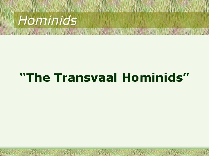 Hominids “The Transvaal Hominids” 