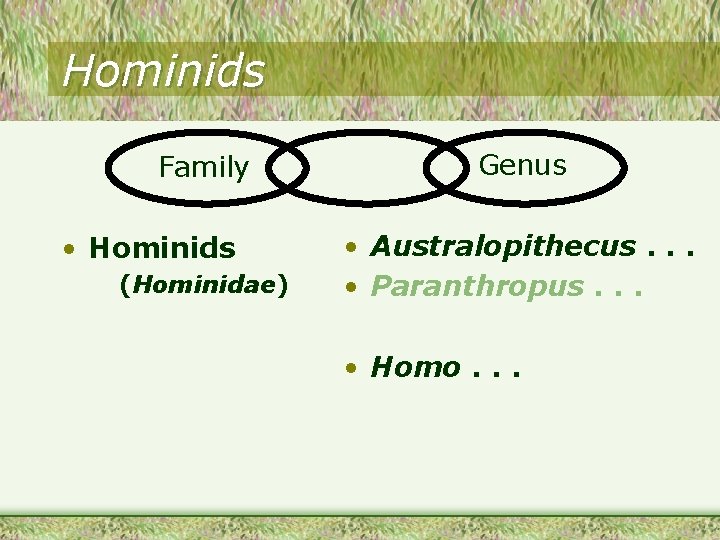 Hominids Family • Hominids (Hominidae) Genus • Australopithecus. . . • Paranthropus. . .