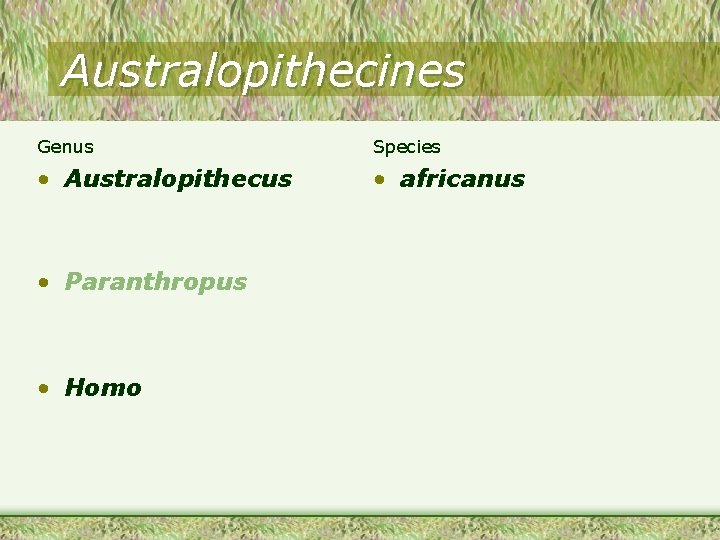 Australopithecines Genus Species • Australopithecus • africanus • Paranthropus • Homo 